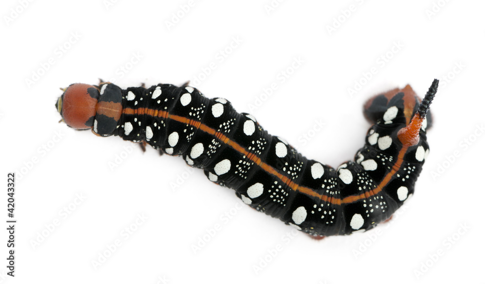 Obraz premium Spurge Hawk, Hyles Euphorbiae