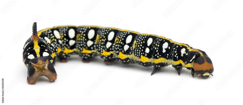 Spurge Hawk, Hyles Euphorbiae, caterpillar Spurge Hawk, Hyles Euphorbiae, caterpillar