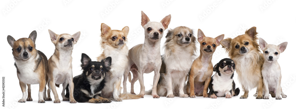 Group of Chihuahuas sitting against white background Group of Chihuahuas sitting against white background