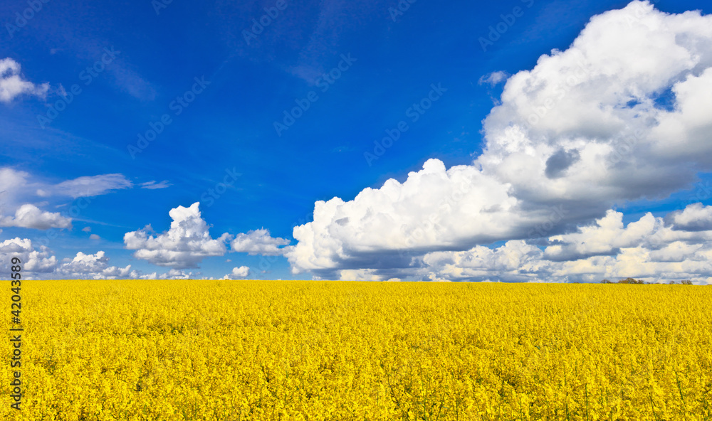 Obraz premium Yellow rape field blossom