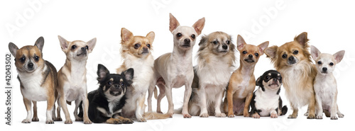 Group of Chihuahuas sitting against white background