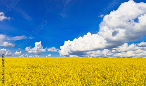 Yellow rape field blossom