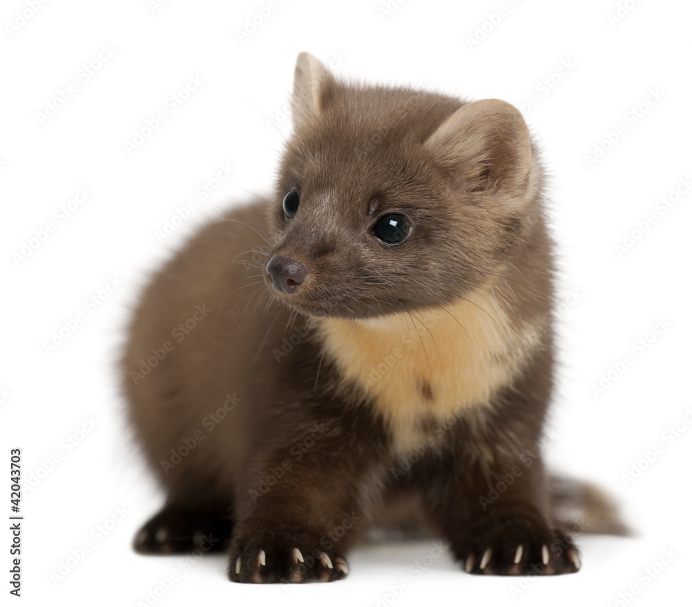 Fototapeta premium European Pine Marten or pine marten, Martes martes, 4 years old
