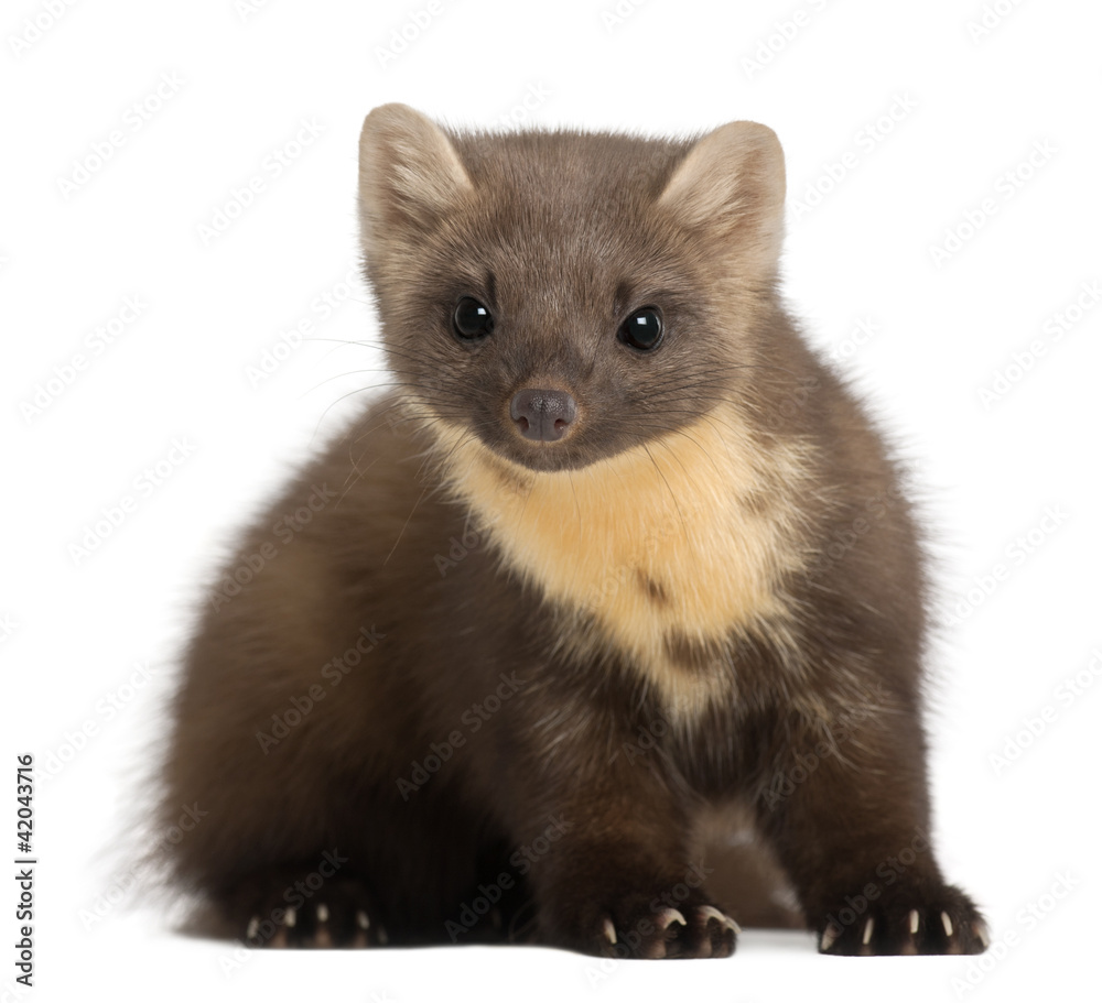 European Pine Marten or pine marten, Martes martes, 4 years old European Pine Marten or pine marten, Martes martes, 4 years old