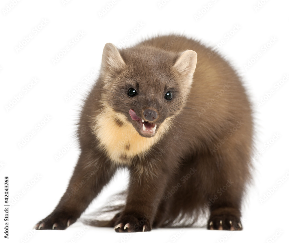 Obraz premium European Pine Marten or pine marten, Martes martes, 4 years old