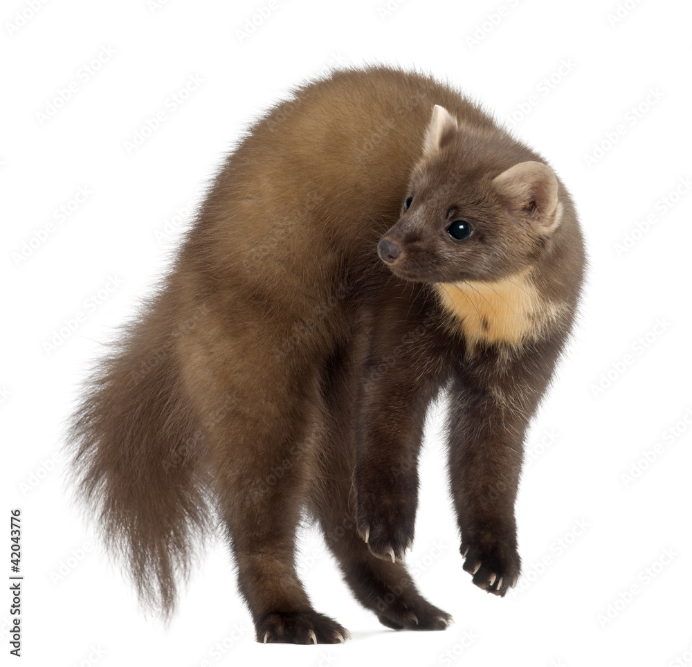 European Pine Marten or pine marten, Martes martes, 4 years old European Pine Marten or pine marten, Martes martes, 4 years old