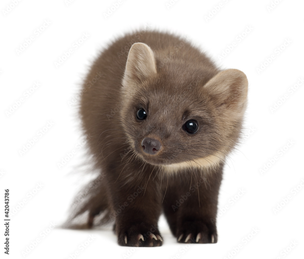 European Pine Marten or pine marten, Martes martes, 4 years old European Pine Marten or pine marten, Martes martes, 4 years old