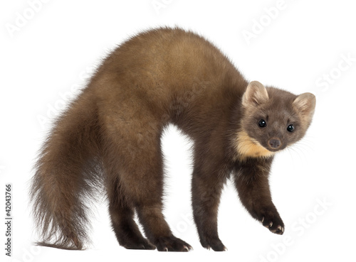 Tableau sur toile European Pine Marten or pine marten, Martes martes, 4 years old