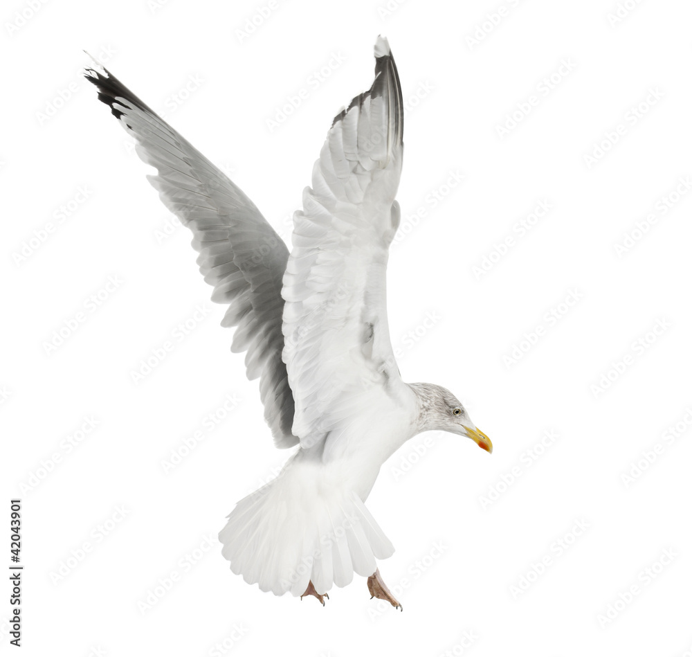 Fototapeta premium European Herring Gull, Larus argentatus, 4 years old, flying