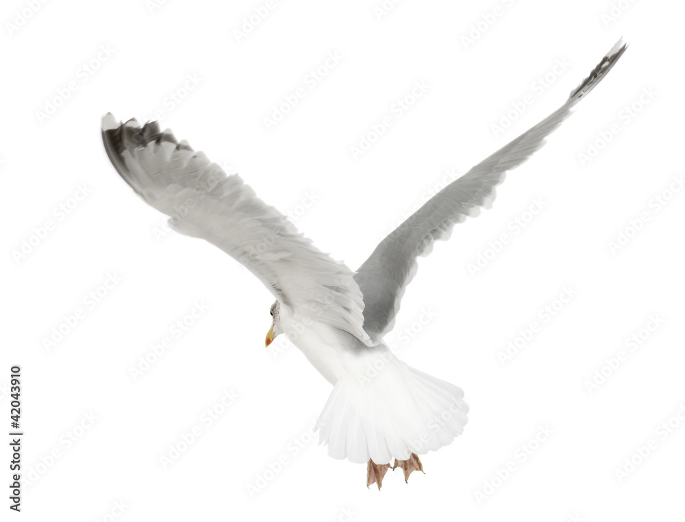 Obraz premium European Herring Gull, Larus argentatus, 4 years old, flying