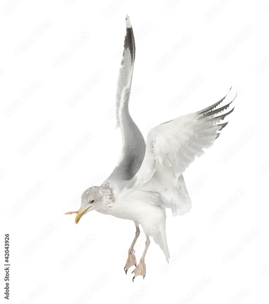 Obraz premium European Herring Gull, Larus argentatus, 4 years old, flying