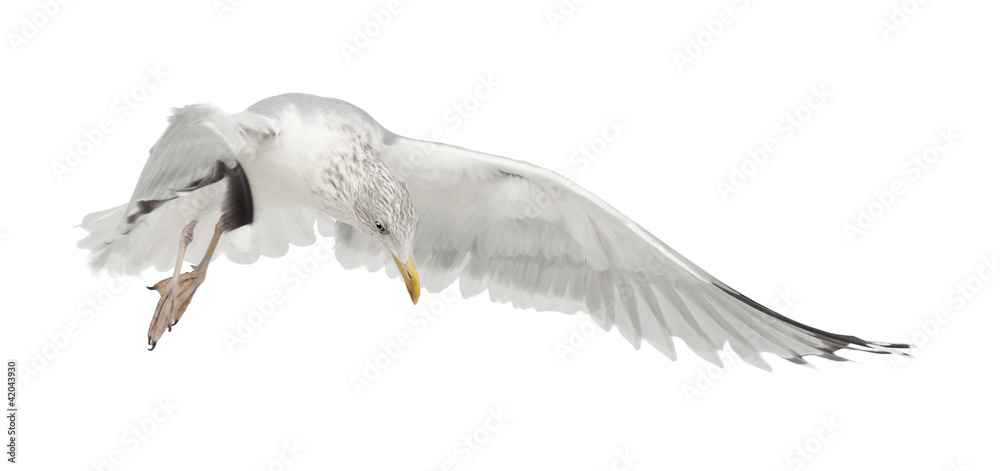 Obraz premium European Herring Gull, Larus argentatus, 4 years old, flying