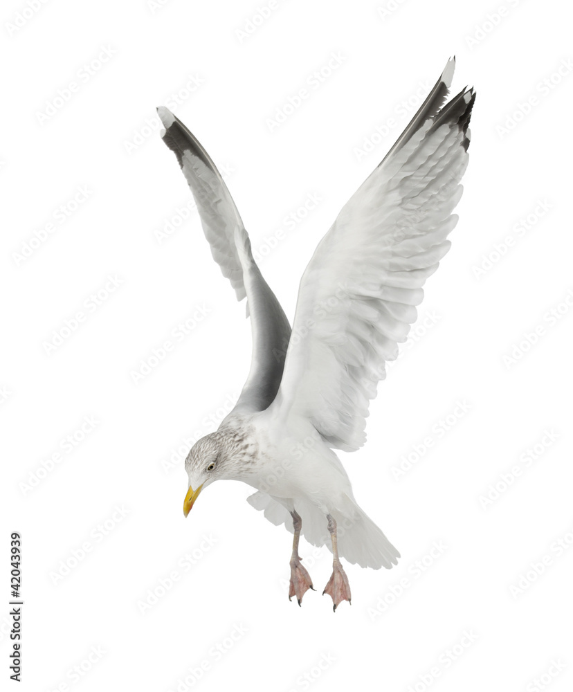Obraz premium European Herring Gull, Larus argentatus, 4 years old, flying