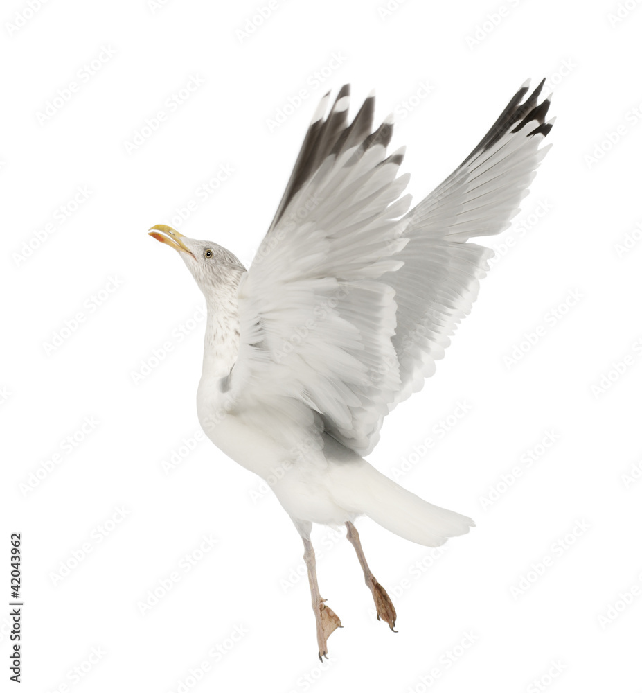 Naklejka premium European Herring Gull, Larus argentatus, 4 years old, flying