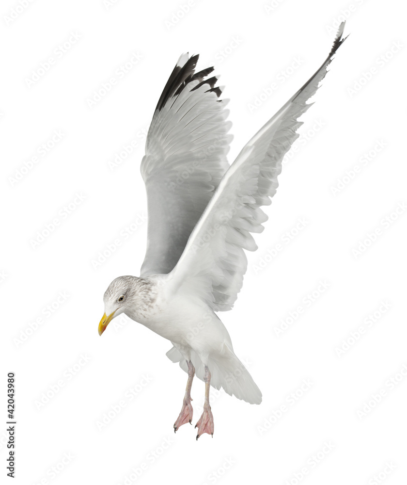Fototapeta premium European Herring Gull, Larus argentatus, 4 years old, flying