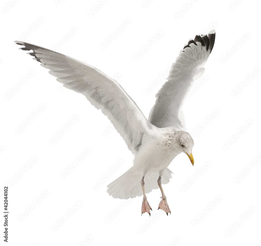 Fototapeta premium European Herring Gull, Larus argentatus, 4 years old, flying
