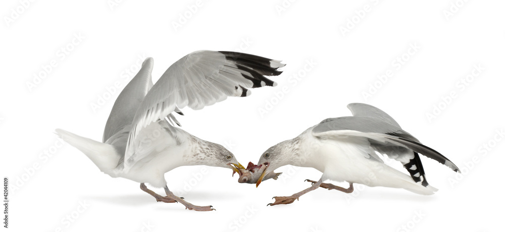 Fototapeta premium European Herring Gulls, Larus argentatus, 4 years old, fighting