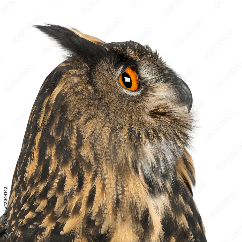 Fototapeta premium Eurasian Eagle-Owl, Bubo bubo, 15 years old
