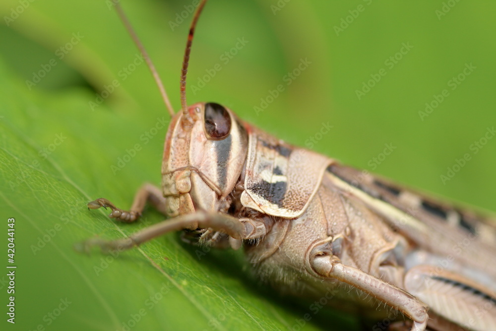 トノサマバッタ Stock Photo Adobe Stock