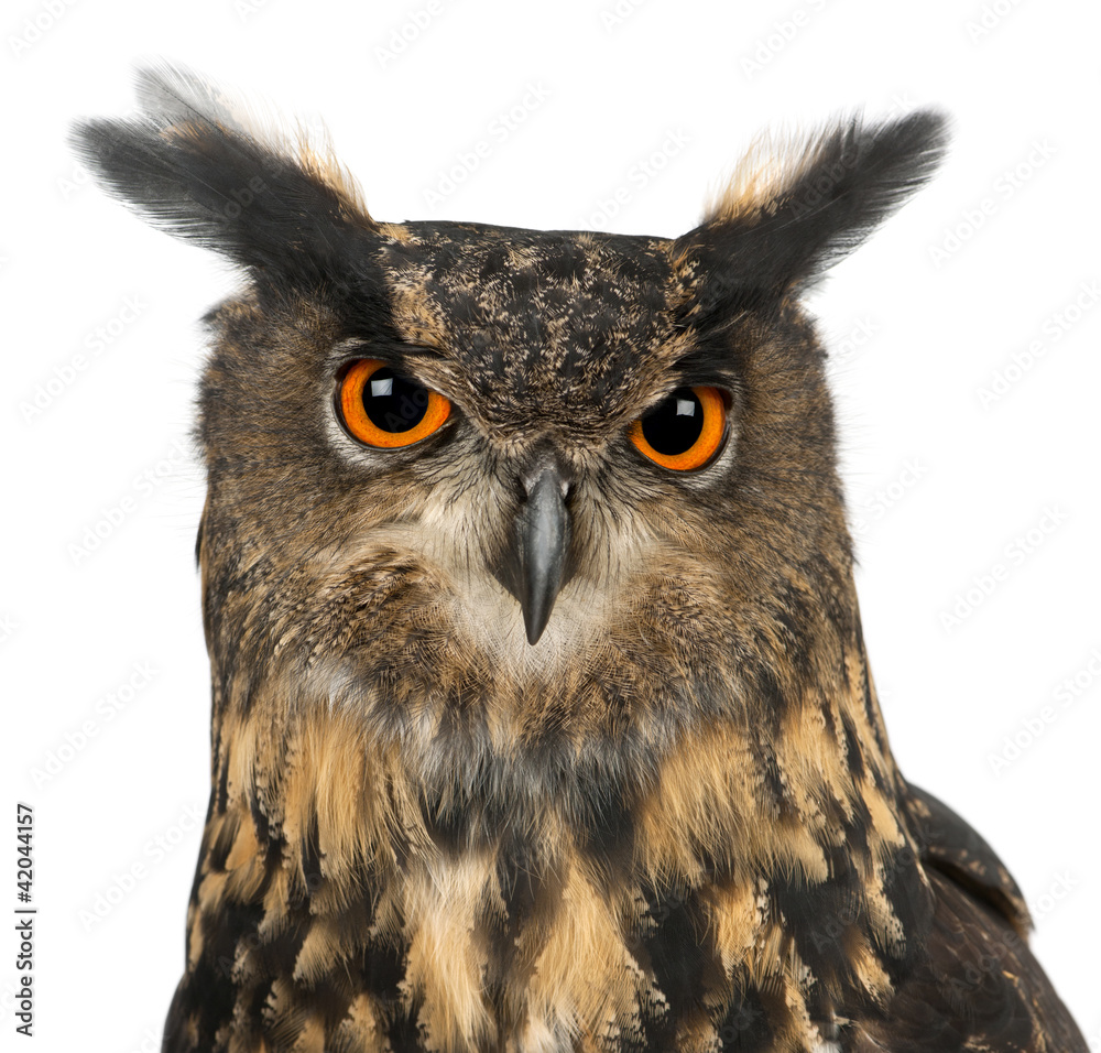 Naklejka premium Eurasian Eagle-Owl, Bubo bubo, 15 years old