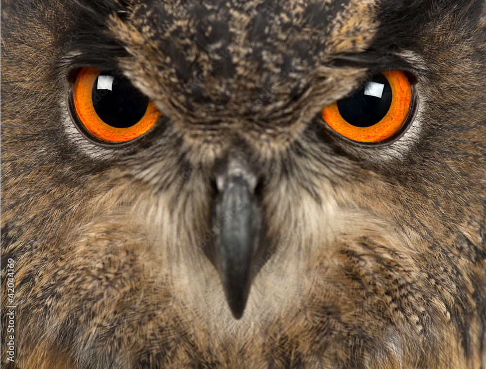 Eurasian Eagle-Owl, Bubo bubo, 15 years old Eurasian Eagle-Owl, Bubo bubo, 15 years old