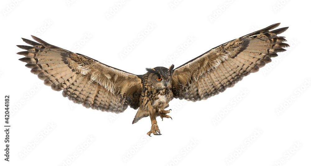 Obraz premium Puchacz zwyczajny, Bubo bubo, 15 lat, latający