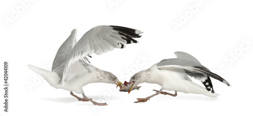 European Herring Gulls  Larus argentatus  4 years old  fighting