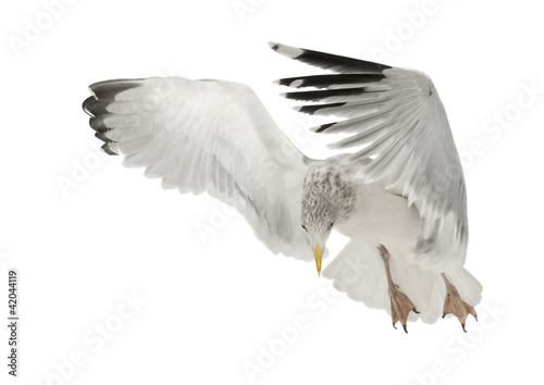 European Herring Gull, Larus argentatus, 4 years old, flying