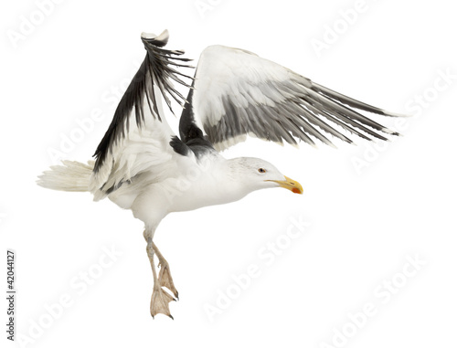 Great Black-backed Gull, Larus marinus, 4 years old, flying
