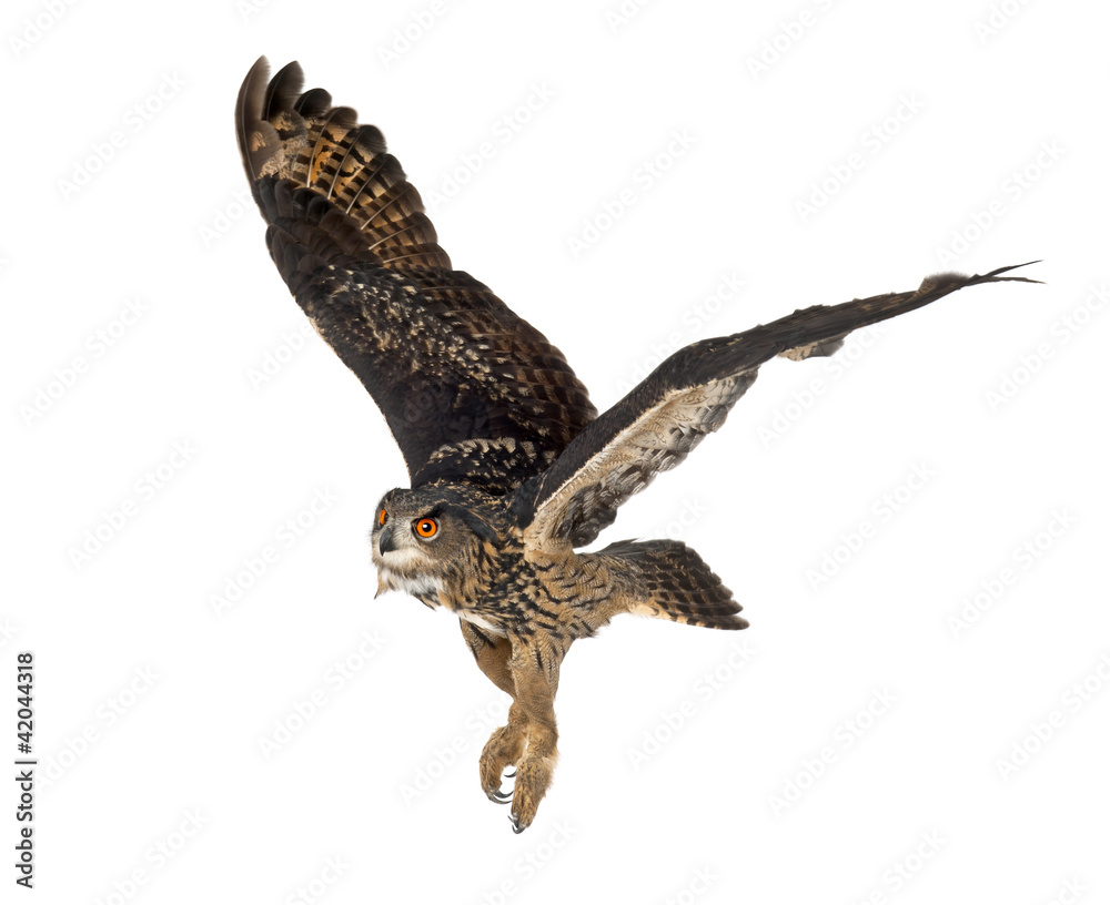 Fototapeta premium Eurasian Eagle-Owl, Bubo bubo, 15 years old