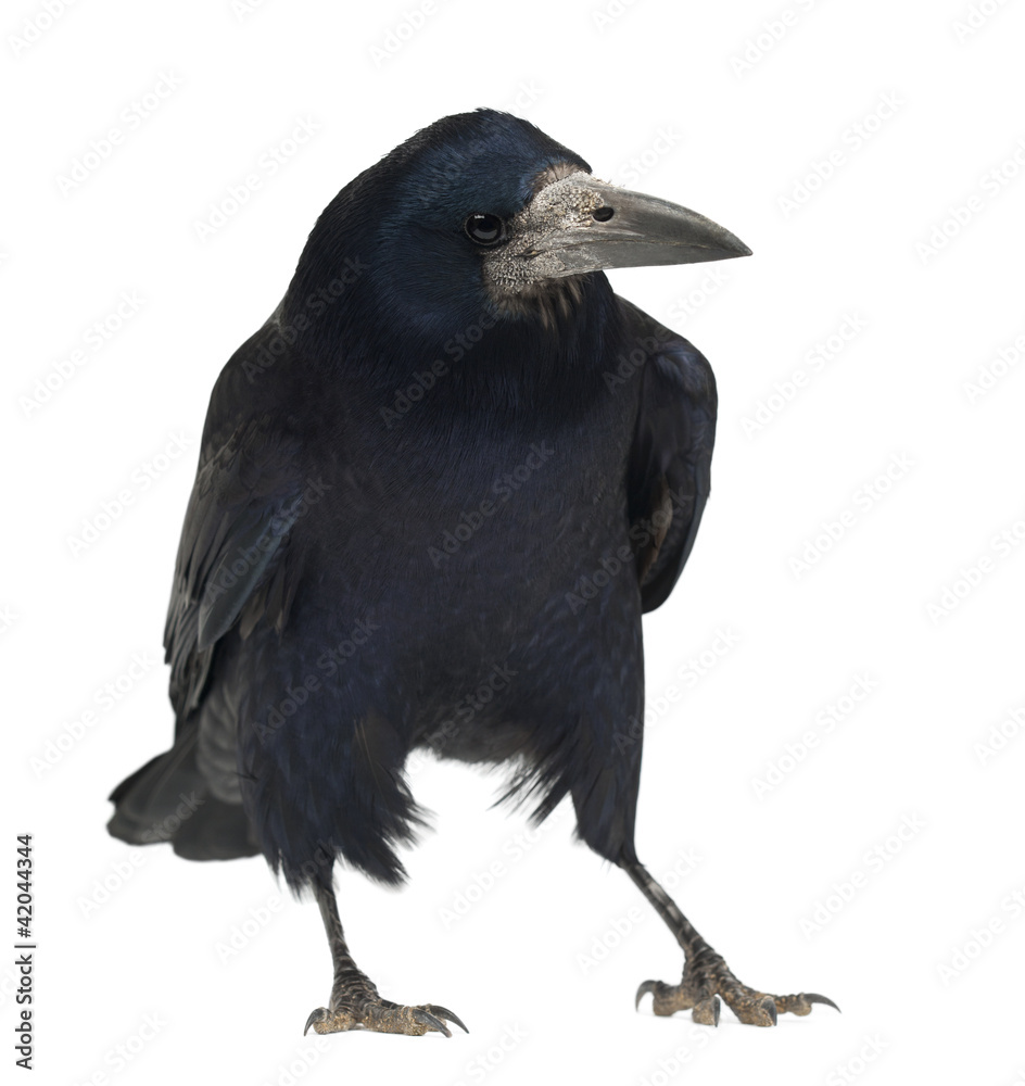 Fototapeta premium Rook, Corvus frugilegus, 3 years old, standing