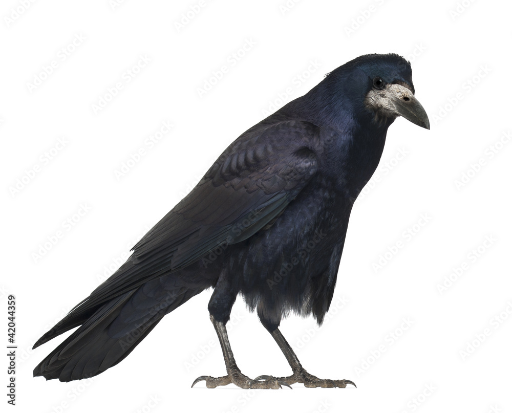 Fototapeta premium Rook, Corvus frugilegus, 3 years old
