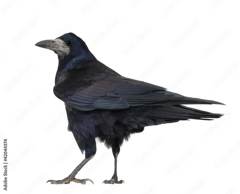Obraz premium Rook, Corvus frugilegus, 3 years old, standing