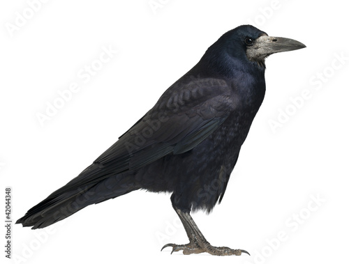 Rook, Corvus frugilegus, 3 years old