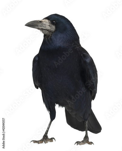Rook, Corvus frugilegus, 3 years old