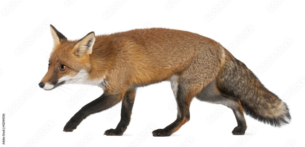 Red fox, Vulpes vulpes, 4 years old - obrazy, fototapety, plakaty 