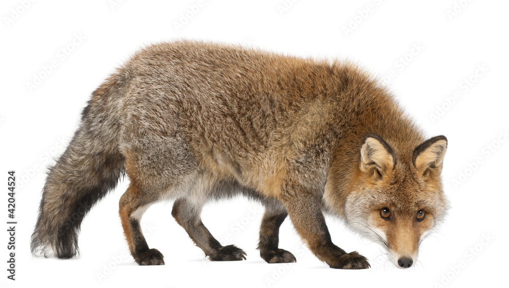 Fototapeta premium Old Red fox, Vulpes vulpes, 15 years old
