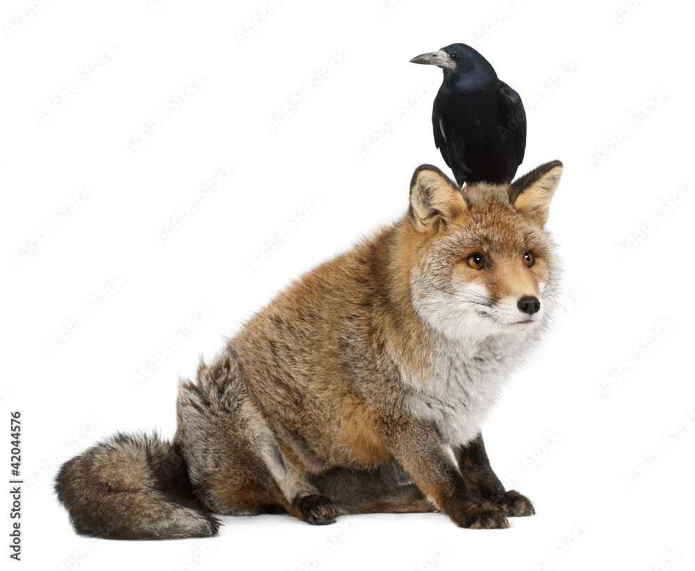 Old Red fox, Vulpes vulpes, and Rook, Corvus frugilegus