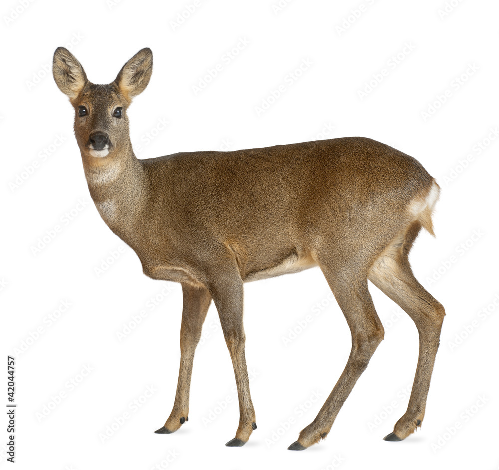 Naklejka premium European Roe Deer, Capreolus capreolus, 3 years old