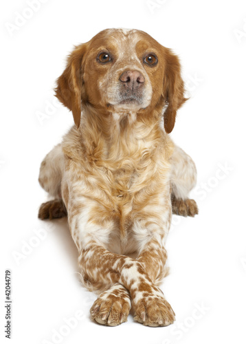 Brown speckled dog lying against white background