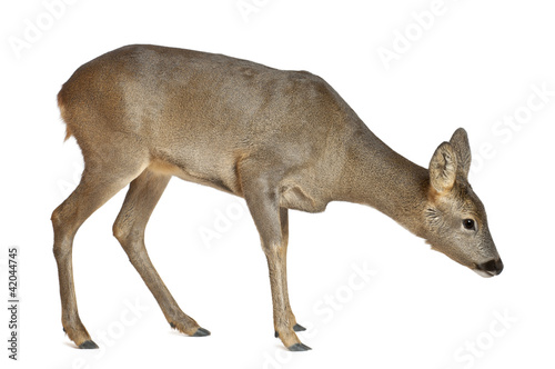 European Roe Deer, Capreolus capreolus, 3 years old