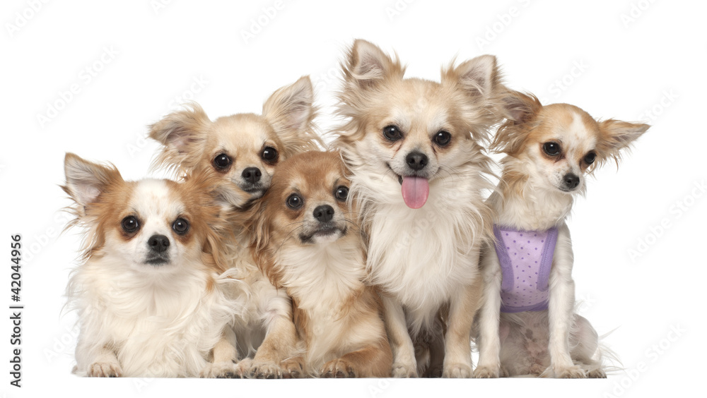 Chihuahuas, 10 months and 3 years old, sitting Chihuahuas, 10 months and 3 years old, sitting