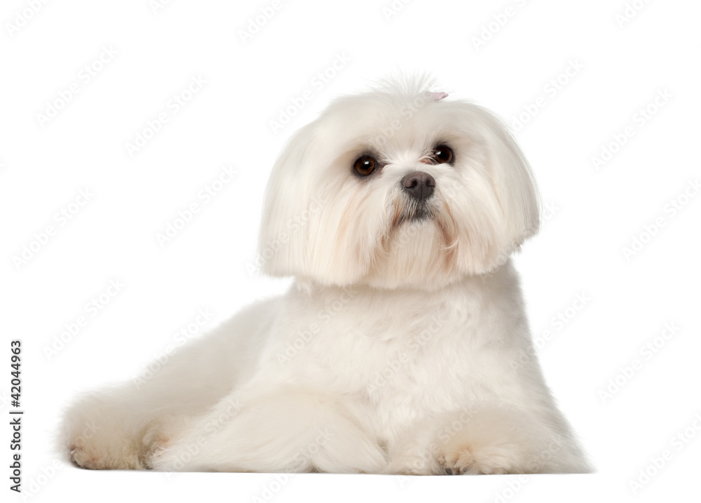 Maltese, 1 year old, lying against white background Maltese, 1 year old, lying against white background