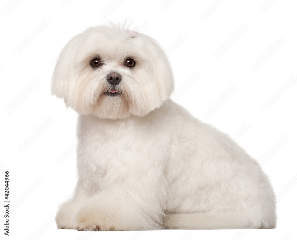 Maltese, 1 year old, sitting against white background