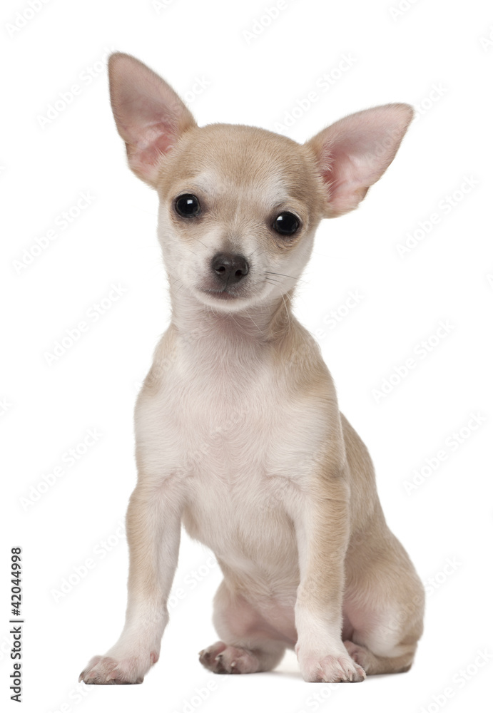 Chihuahua puppy, 3 months old, sitting against white background
