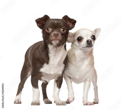 Chihuahuas  2 and 4 years old  standing against white background