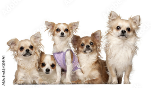 Chihuahuas, 10 months and 3 years old, sitting © Eric Isselée