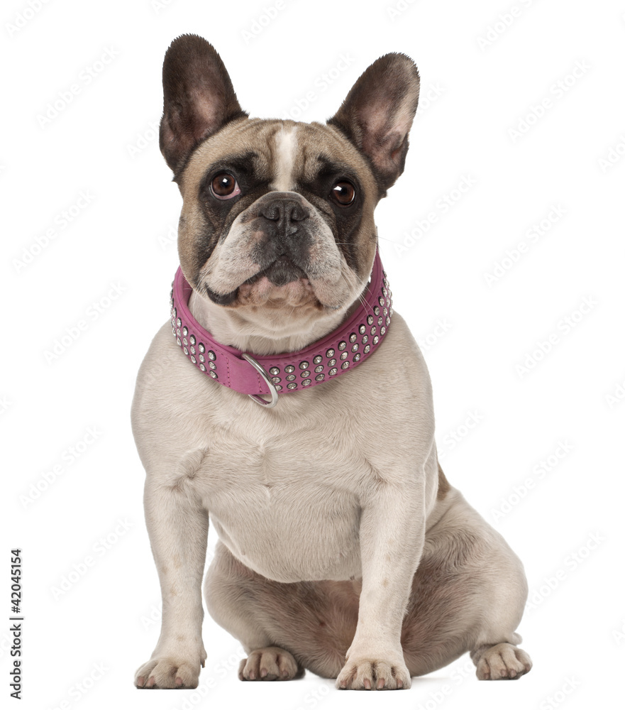 French Bulldog, 4 years old, sitting against white background