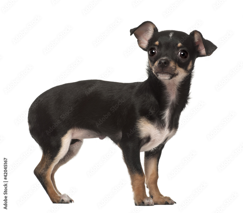 Chihuahua puppy, 4 months old, standing against white background