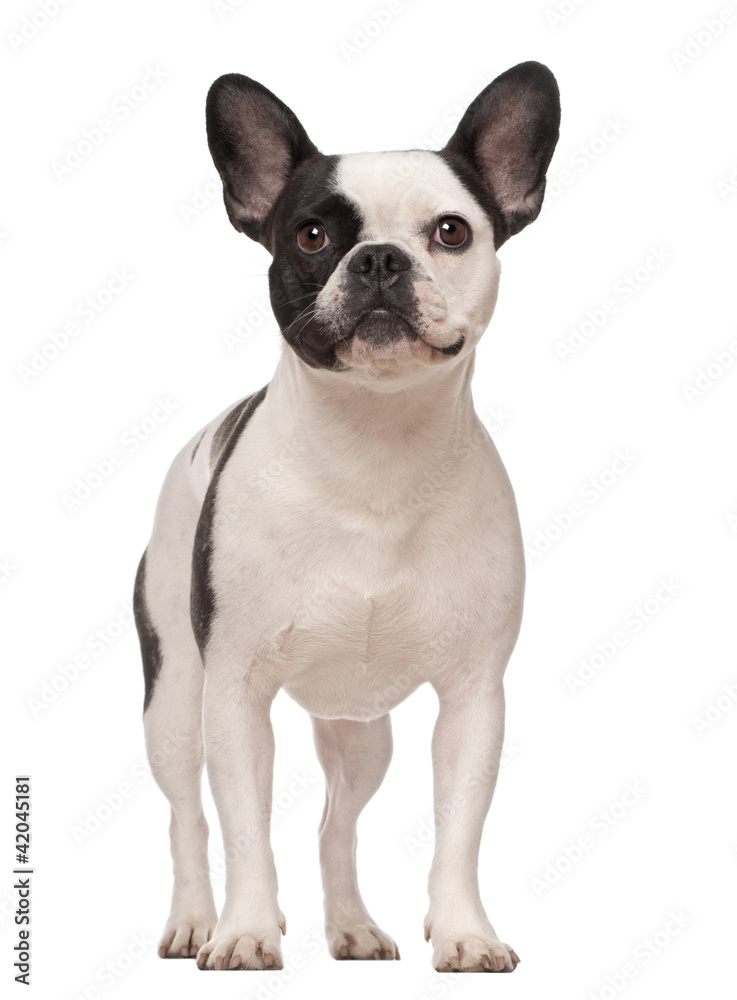 French Bulldog, 3 years old, standing against white background